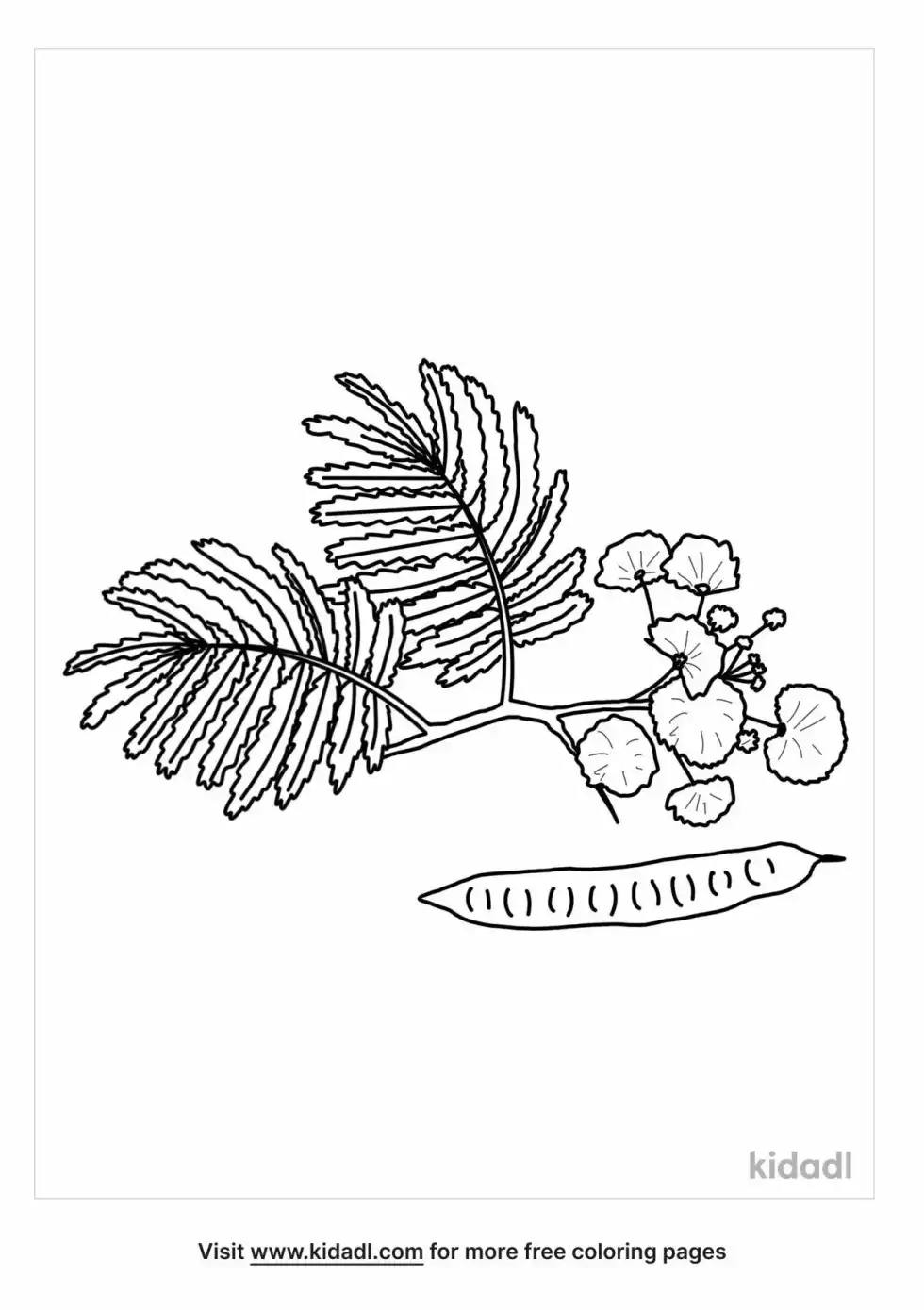 Mimosa Tree Coloring Page