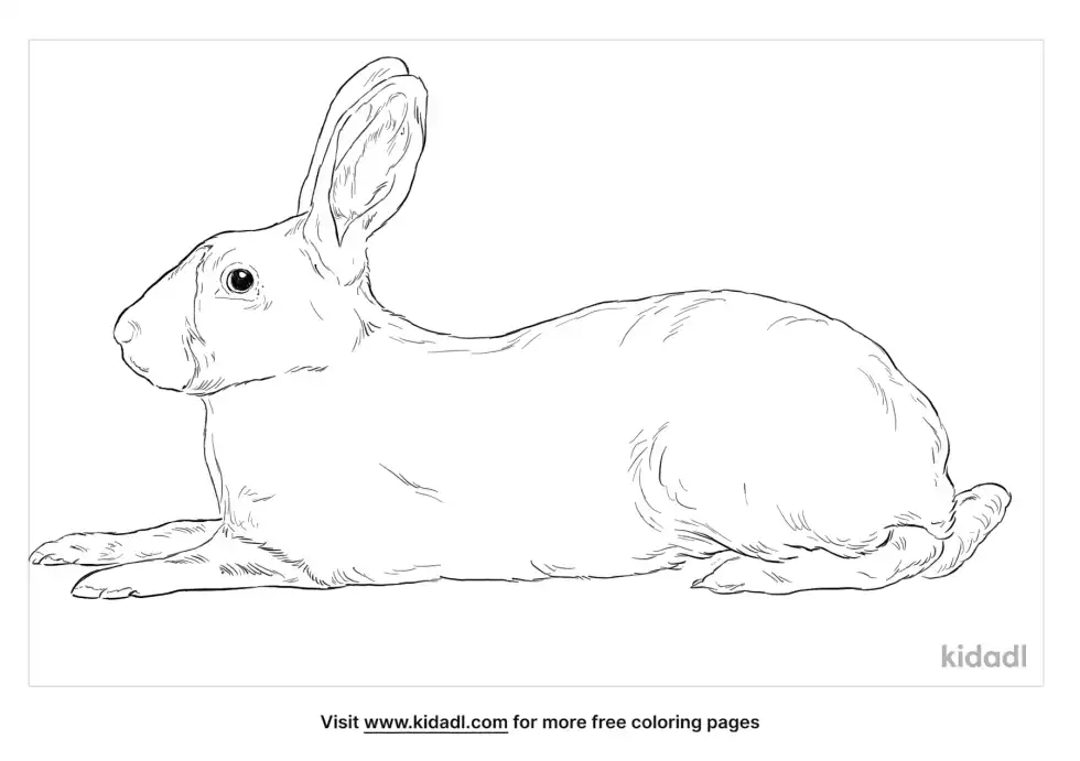 Himalayan Rabbit Coloring Page