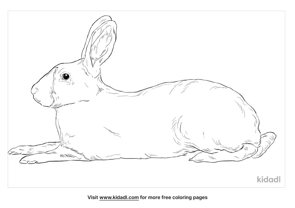 Himalayan Rabbit Coloring Page