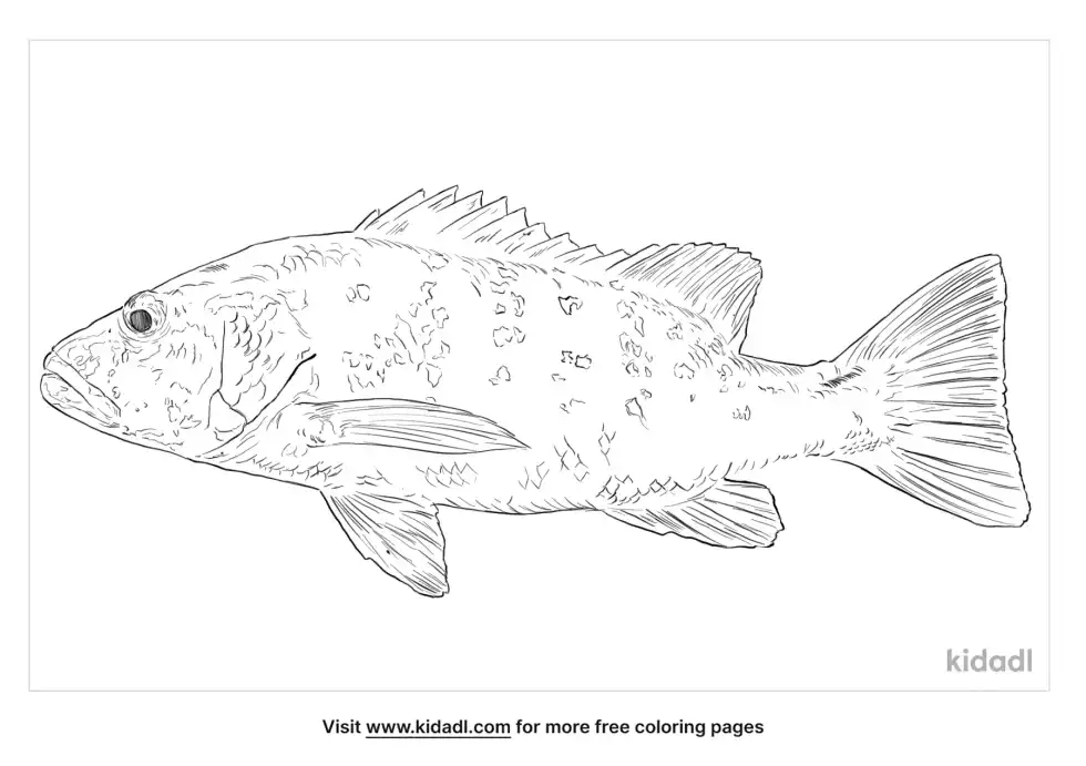 Cubera Snapper Coloring Page