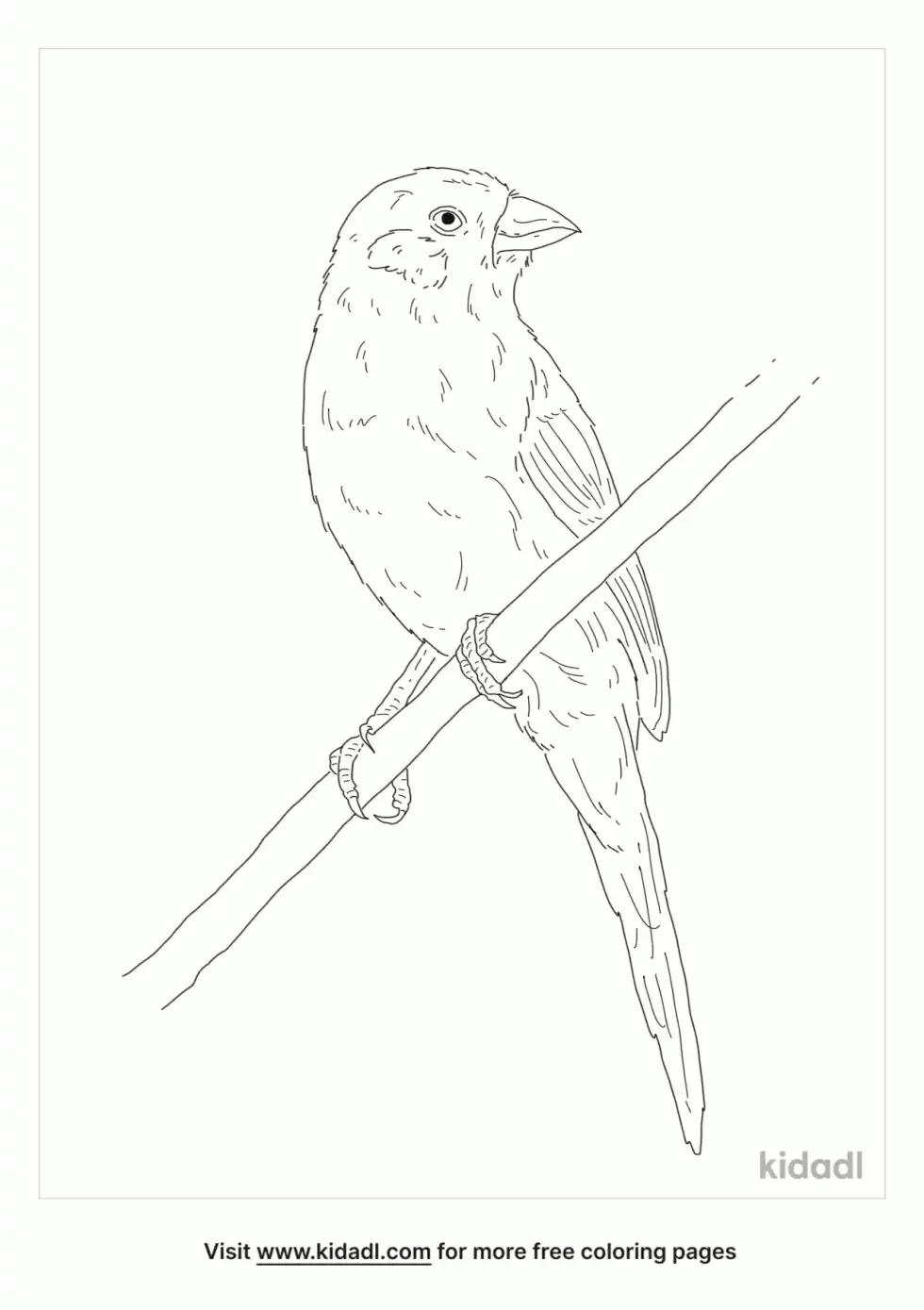 Red-Cheeked Cordon-Bleu Coloring Page