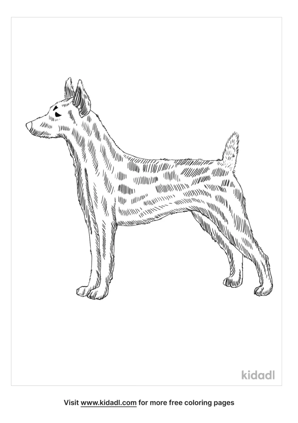 Brazilian Terrier Coloring Page
