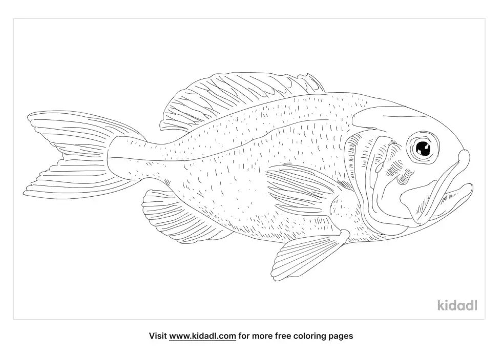 Orange Roughy Coloring Page