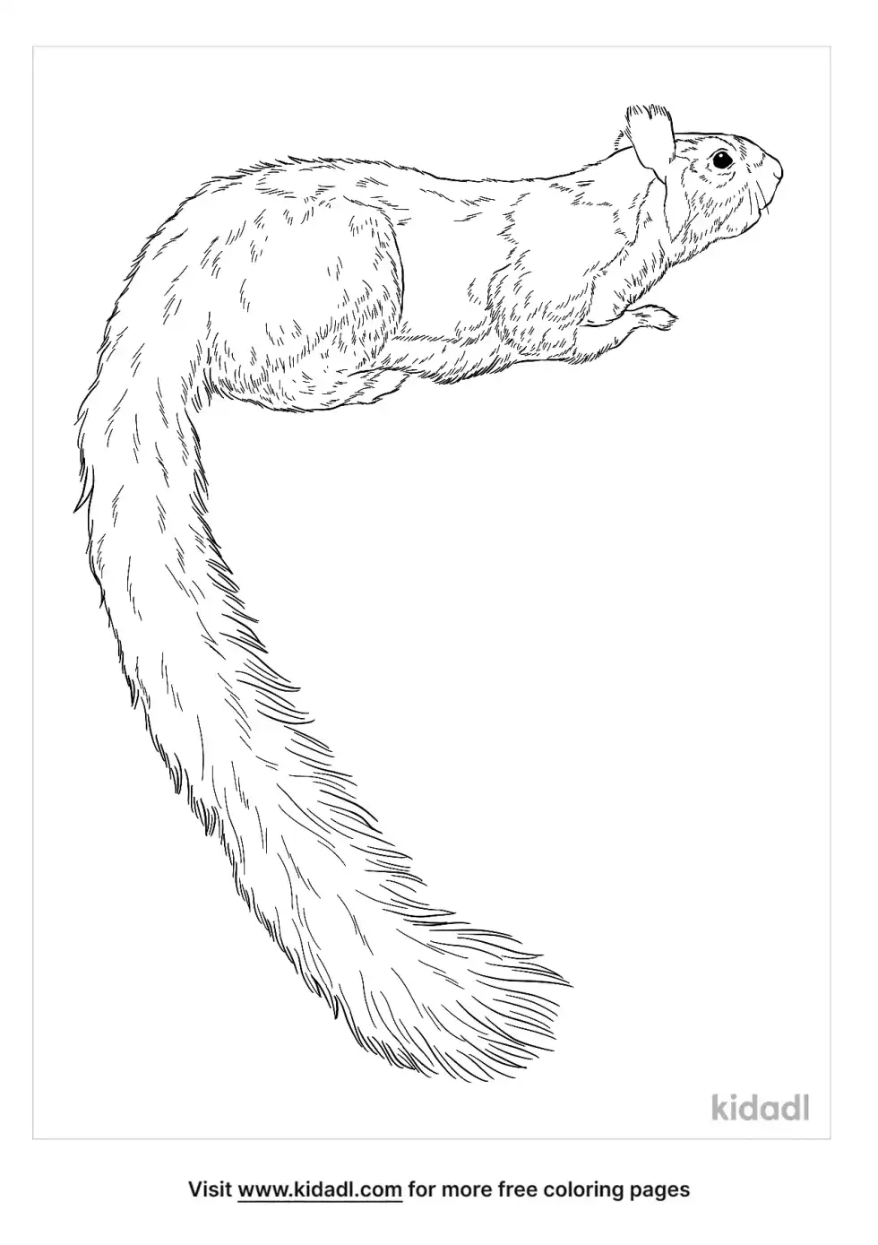 Indian Giant Squirrel Coloring Page