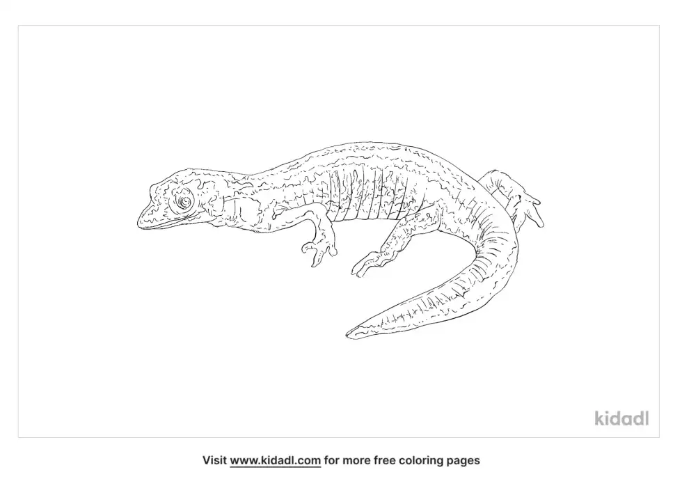 Florida Reef Gecko Coloring Page