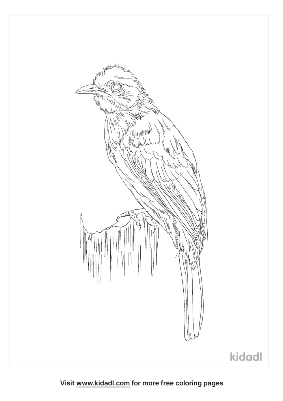 Flame-Throated Bulbul Coloring Page