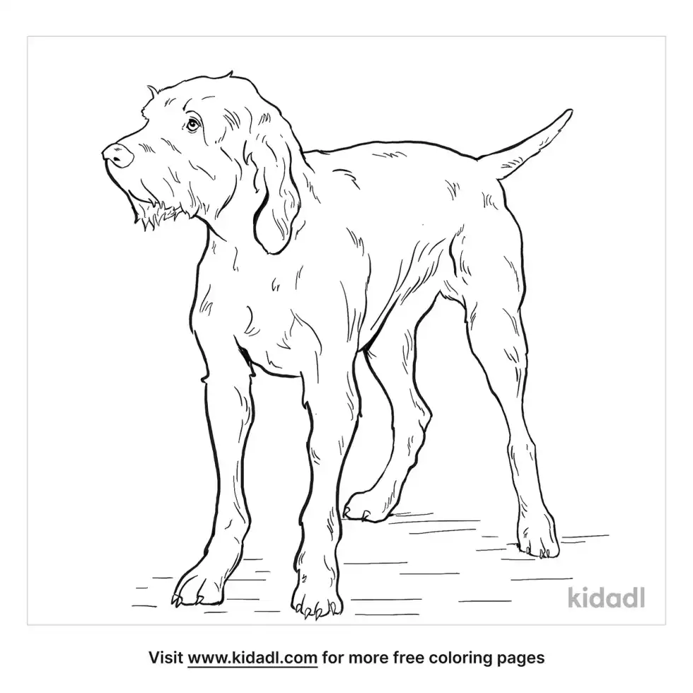Pudelpointer Coloring Page