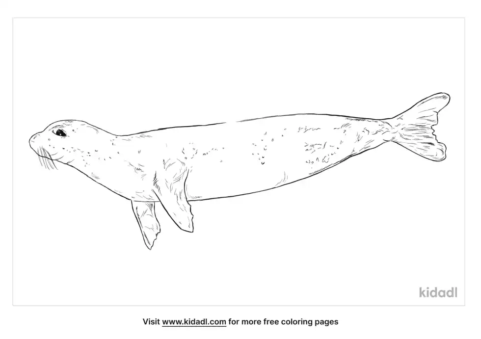 Mediterranean Monk Seal Coloring Page