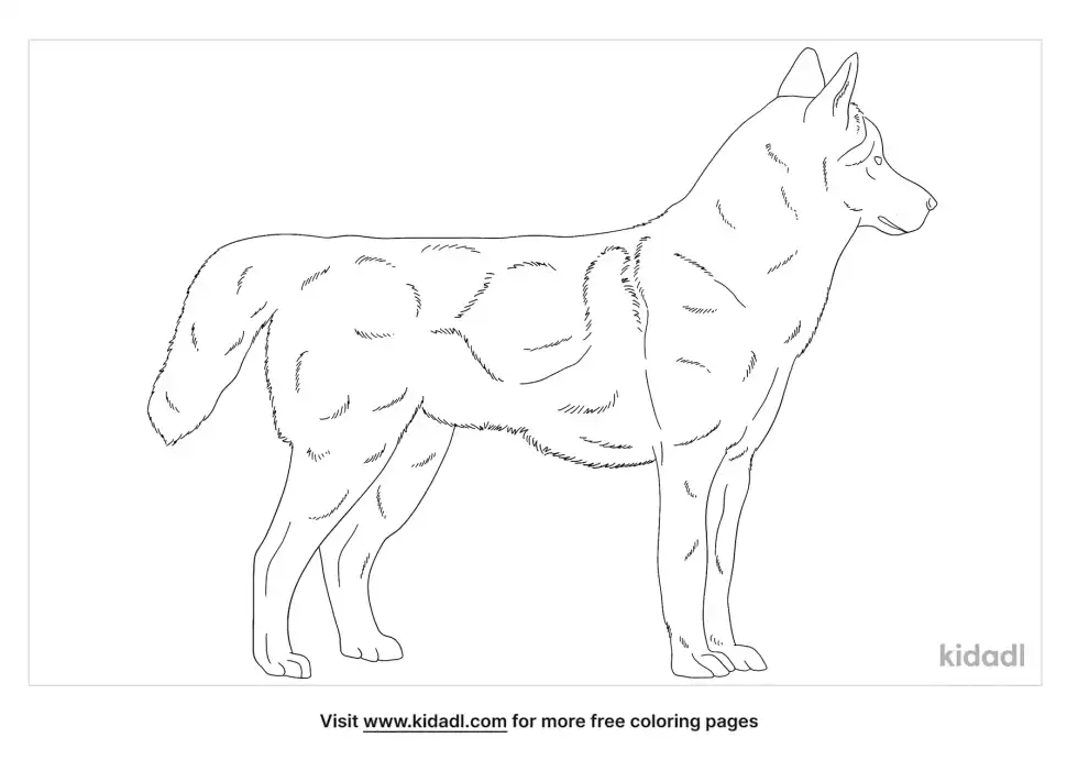 Husky Wolf Mix Coloring Page