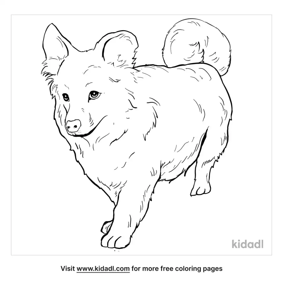 Corgipoo Coloring Page