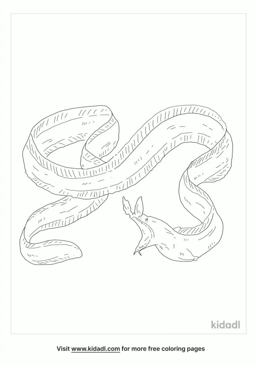 Ribbon Eel Coloring Page