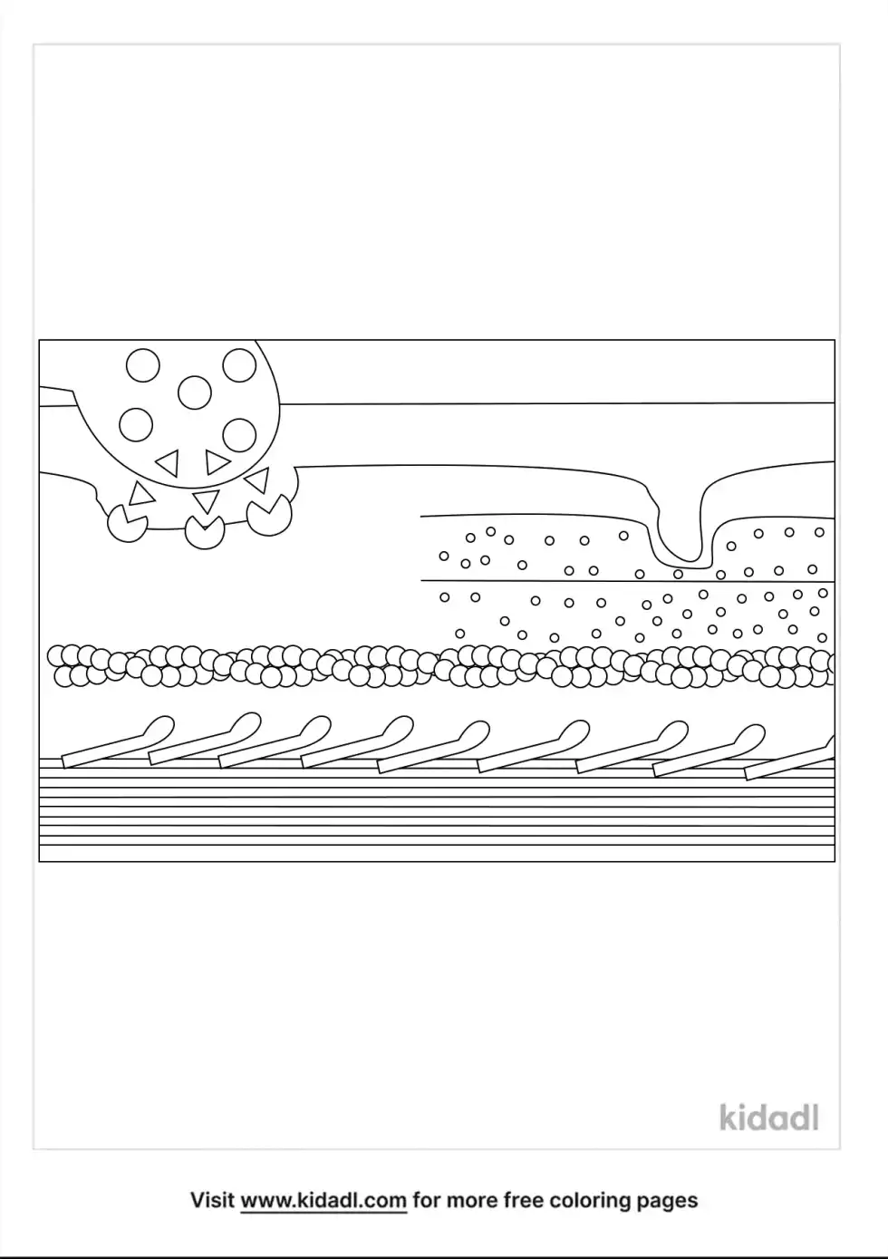 Muscle Structures And Sliding Filaments Coloring Page