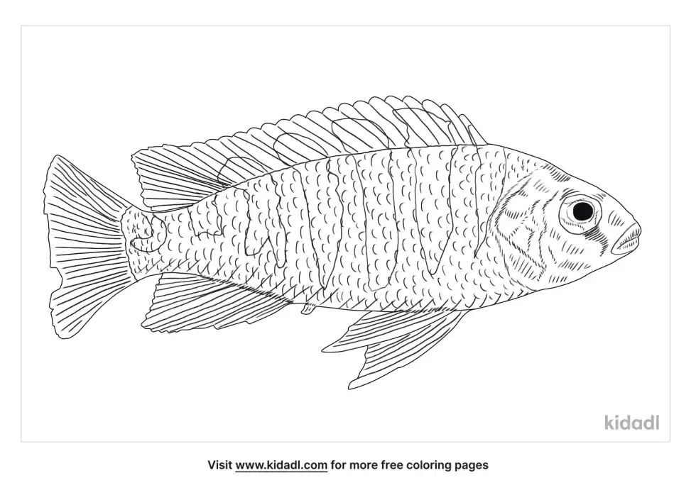 Bumblebee Cichlid Coloring Page