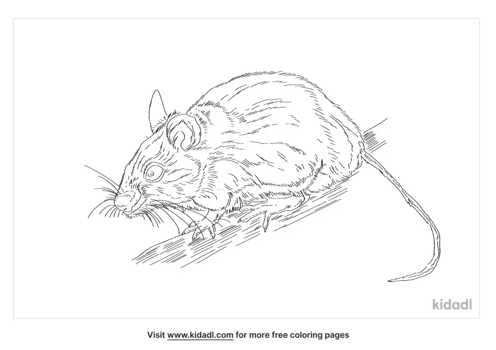 White Footed Mouse Coloring Page