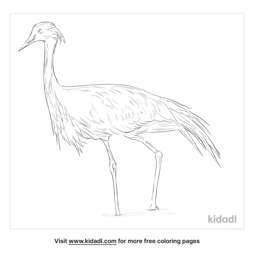 Demoiselle Crane Coloring Page