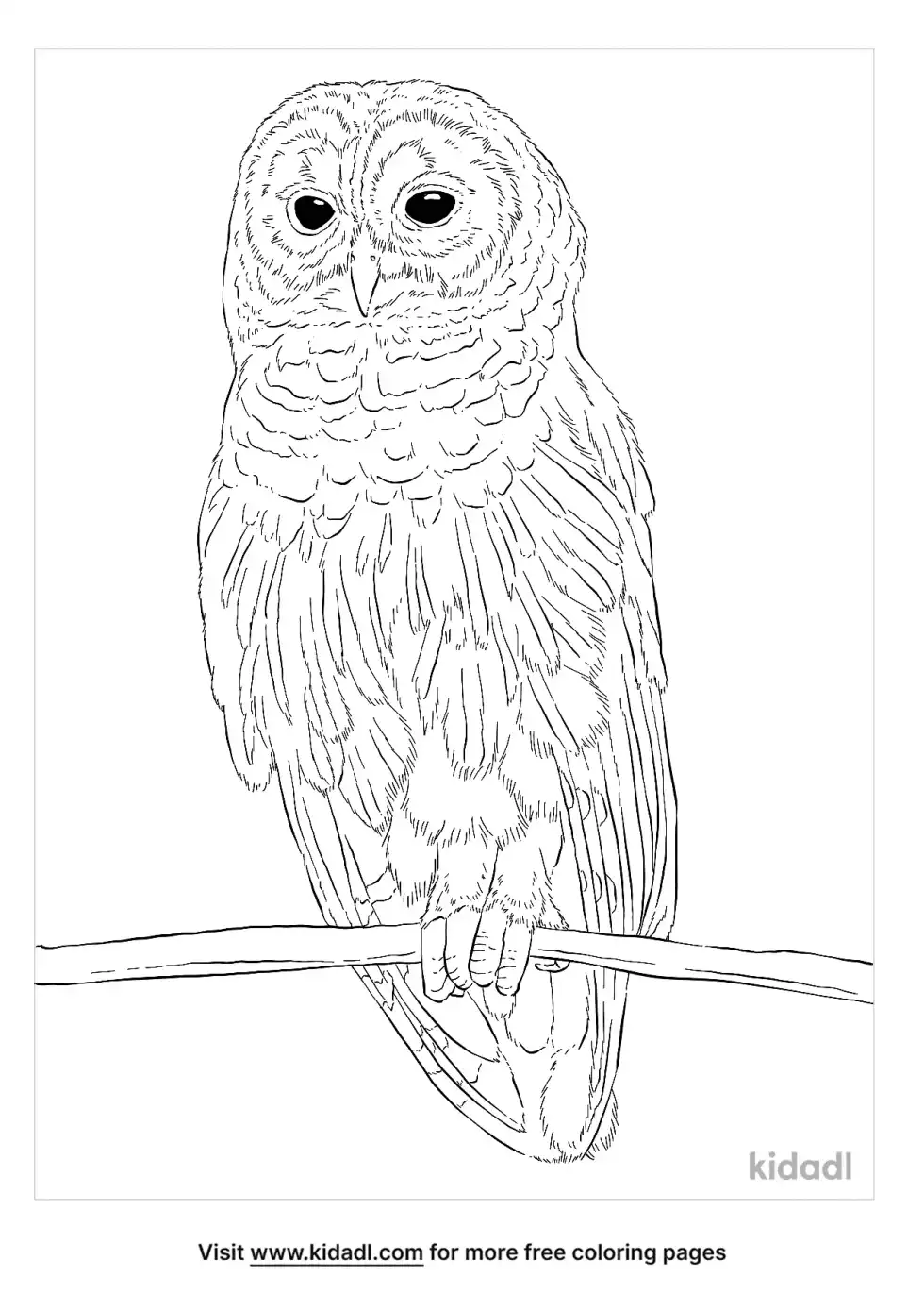 Barred Owl Coloring Page