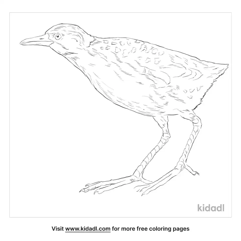 Laysan Rail Coloring Page