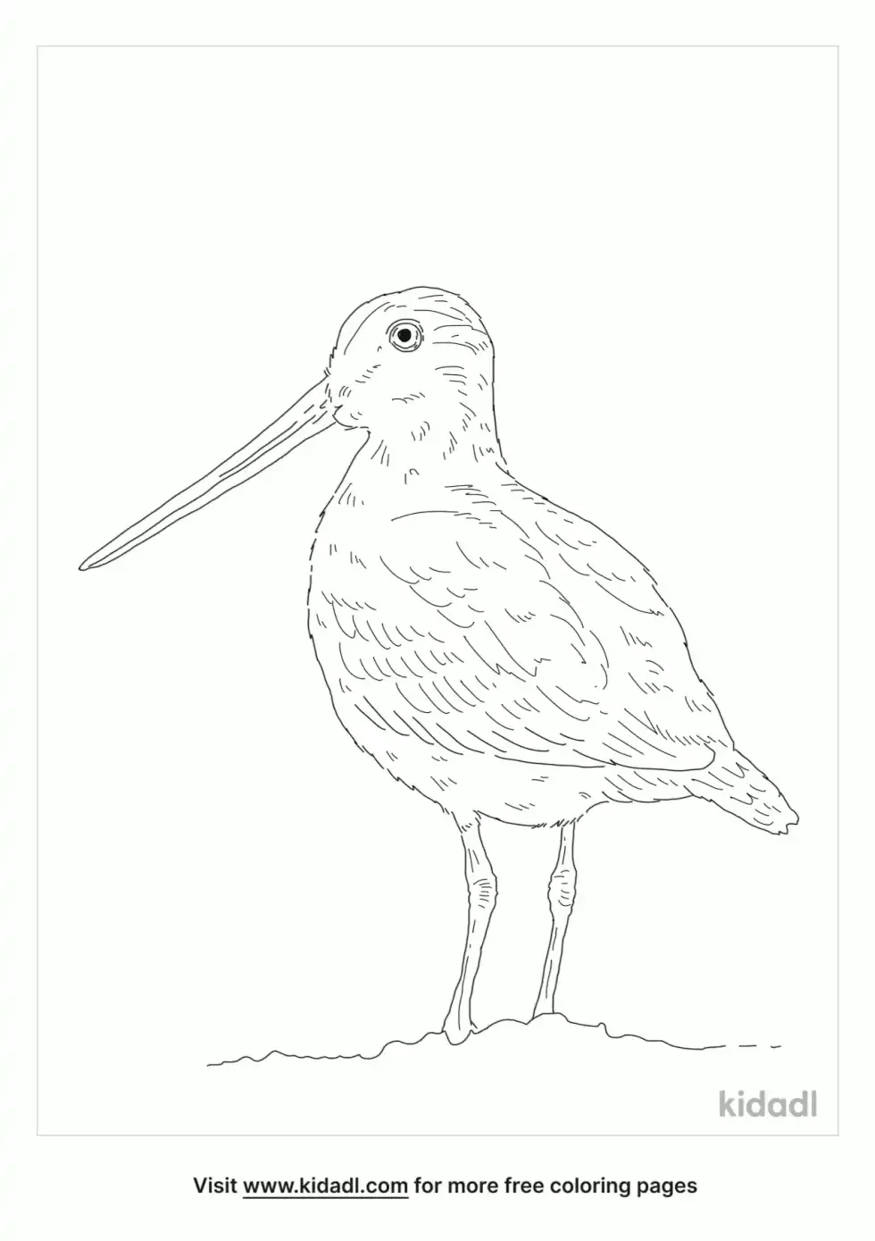 Great Snipe Coloring Page
