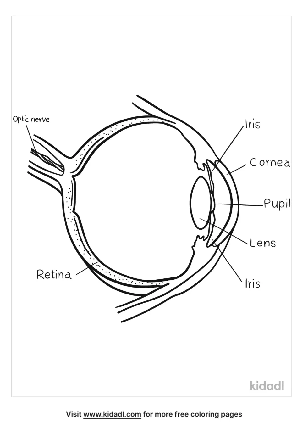 Parts Of An Animal Eye