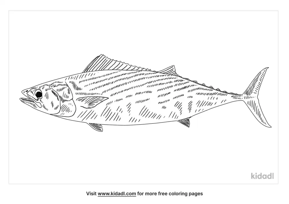Pacific Bonito Coloring Page