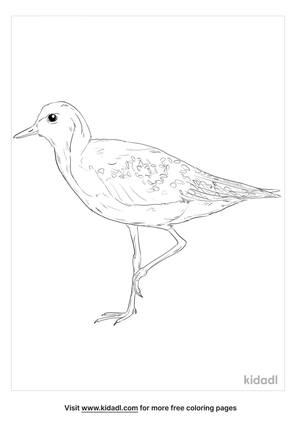 Charadriidae Coloring Page