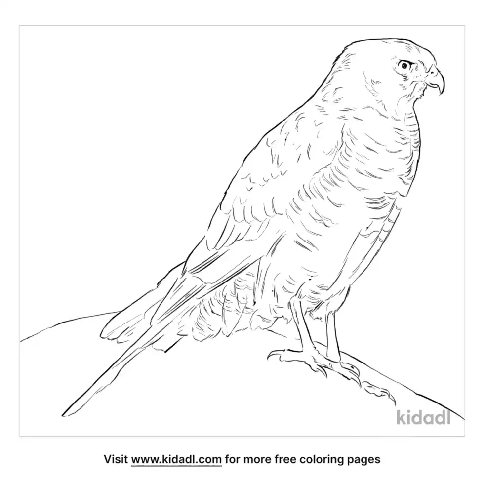 Brown Goshawk Coloring Page