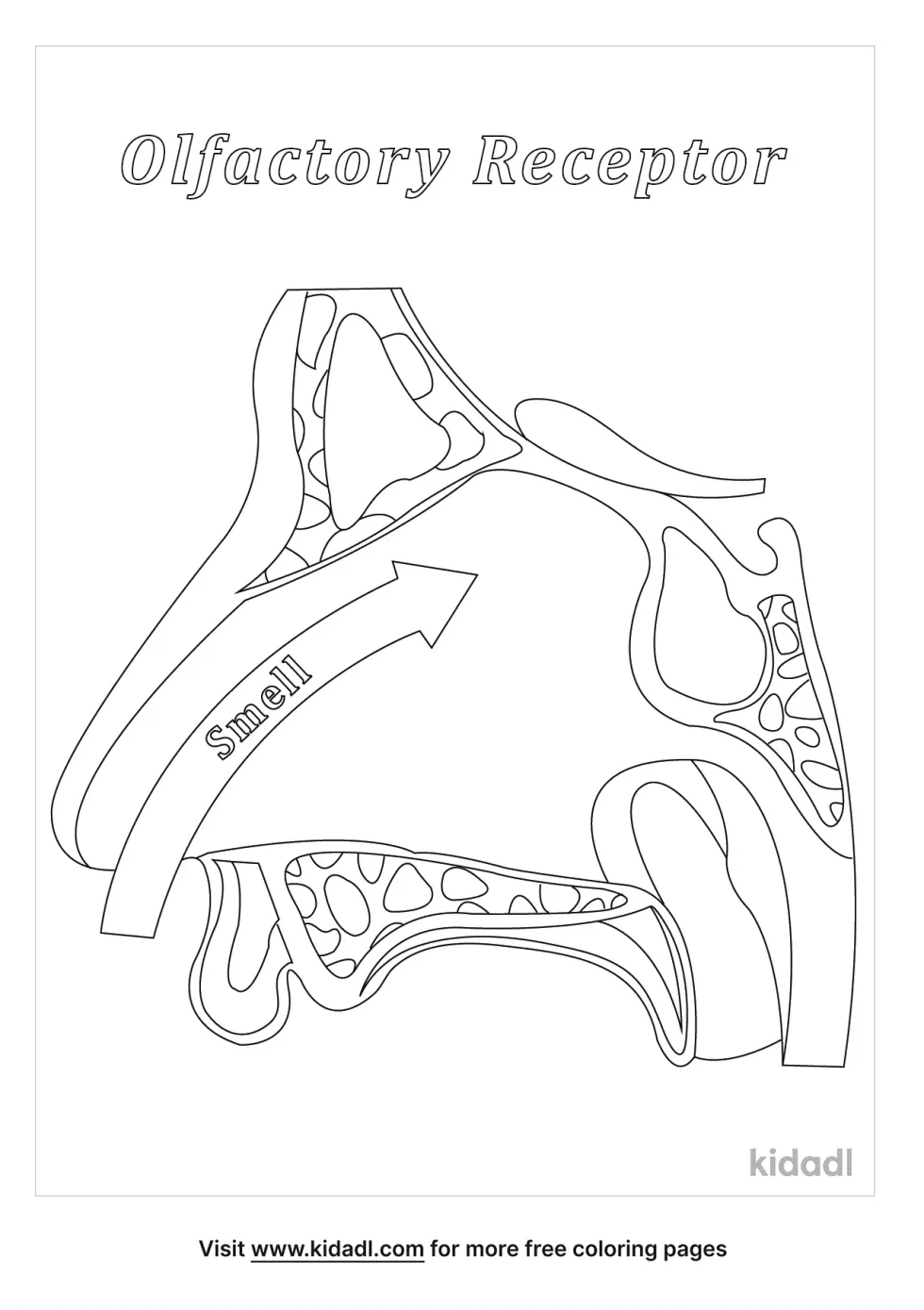 Olfactory Receptors | Kidadl