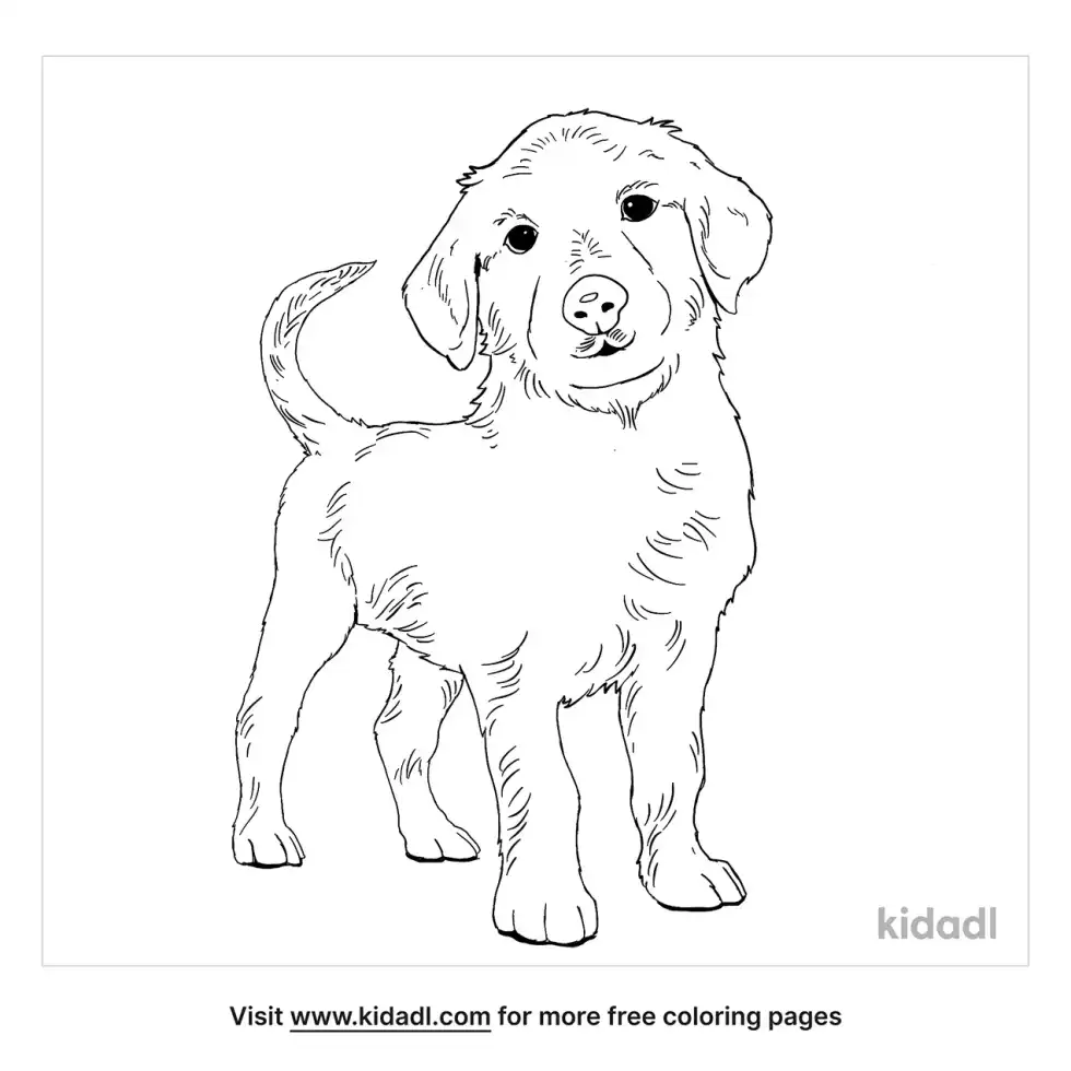 Golden Cocker Retriever Coloring Page