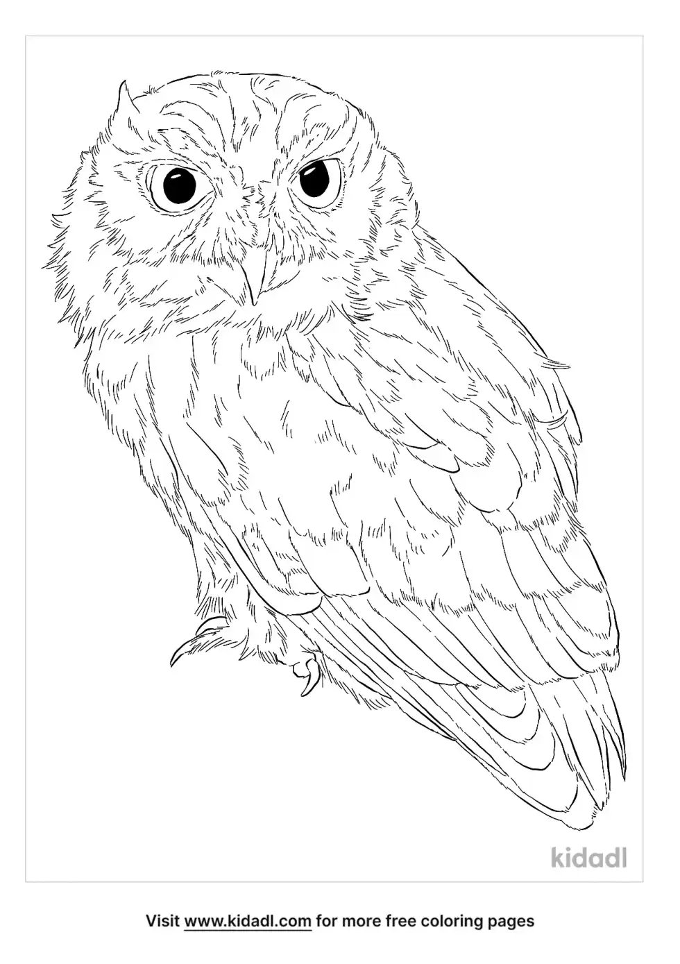Screech Owl Coloring Page
