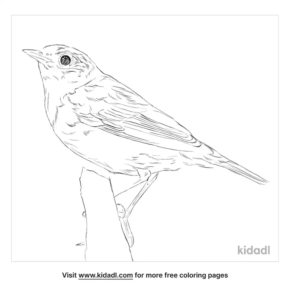 Connecticut Warbler Coloring Page
