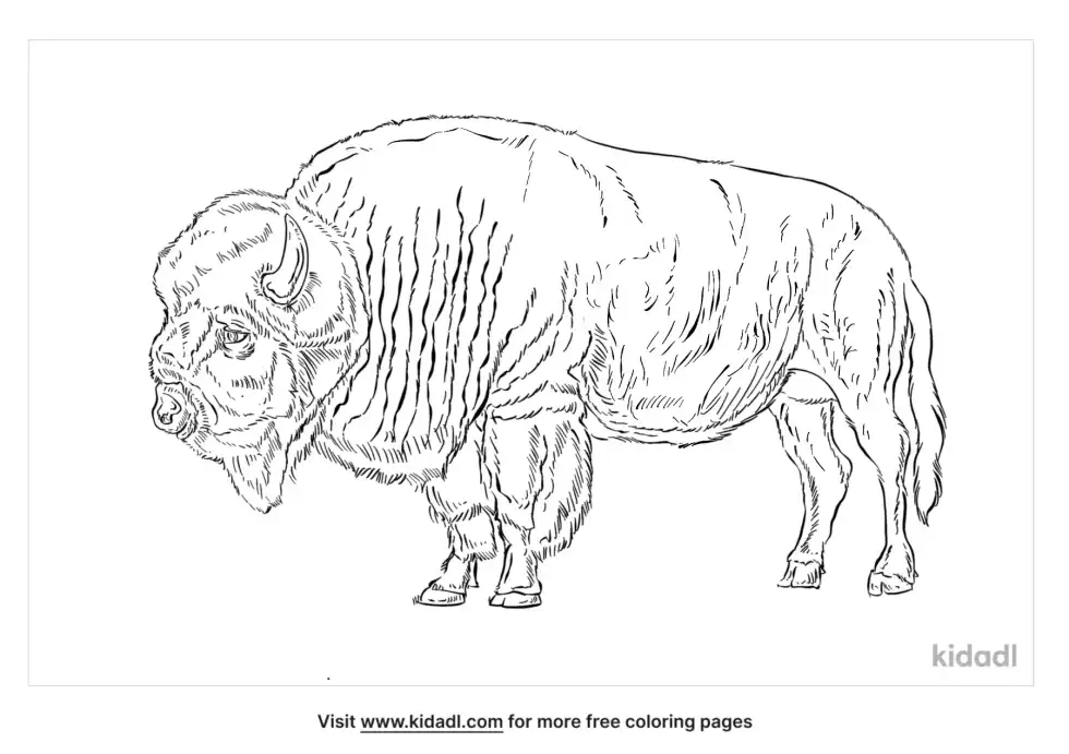 Wood Bison Coloring Page