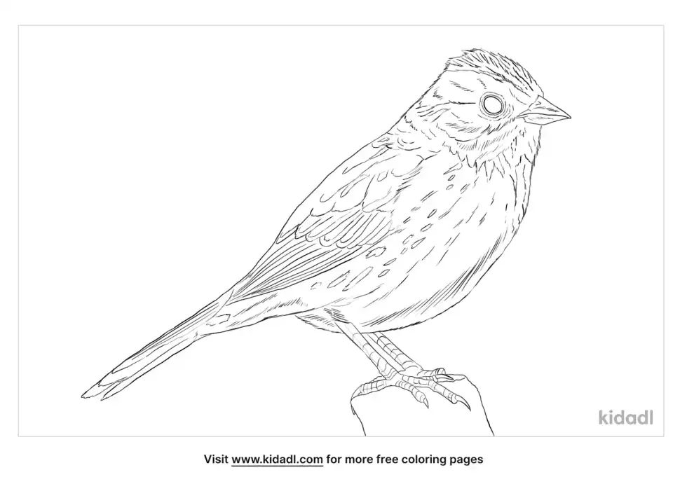 Lincoln's Sparrow Coloring Page
