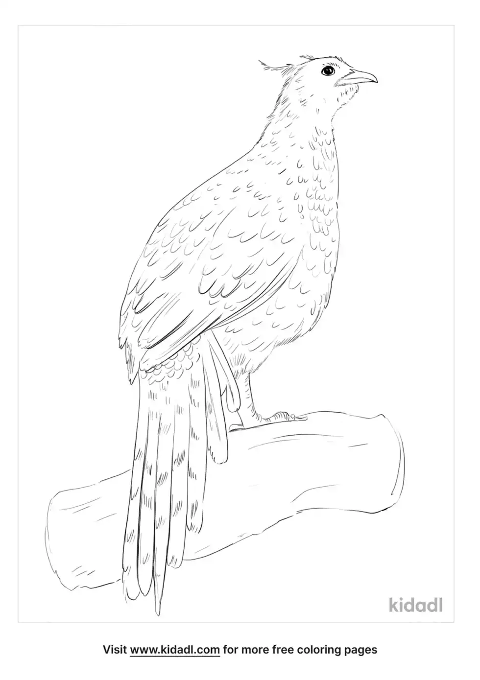 Cheer Pheasant Coloring Page