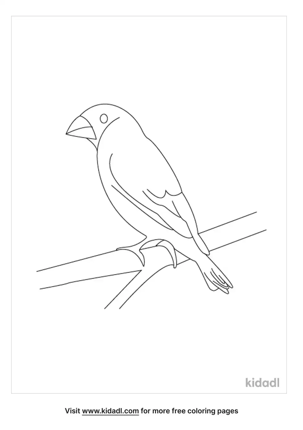 Arabian Grosbeak Coloring Page