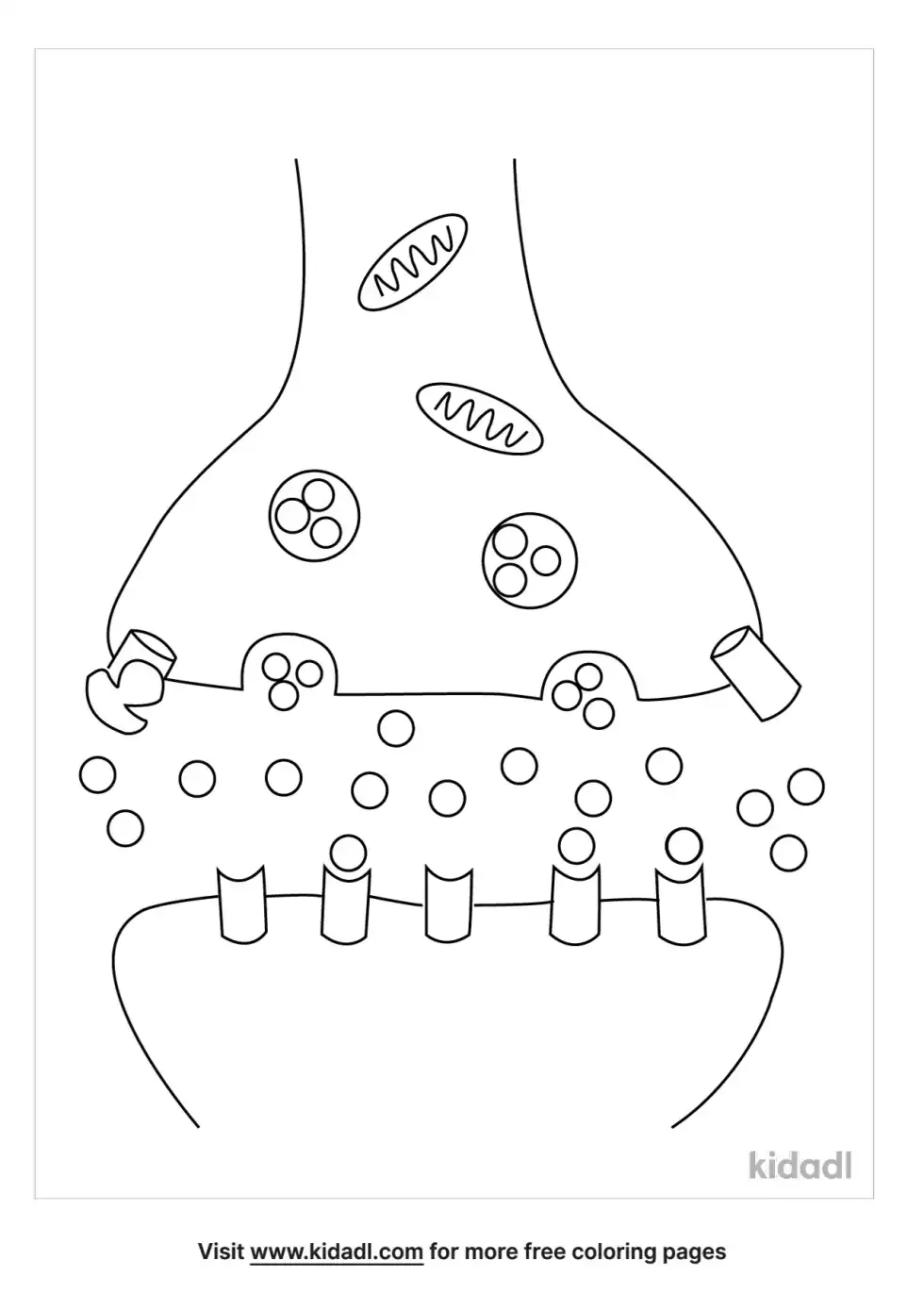 Neurotransmitter Coloring Page