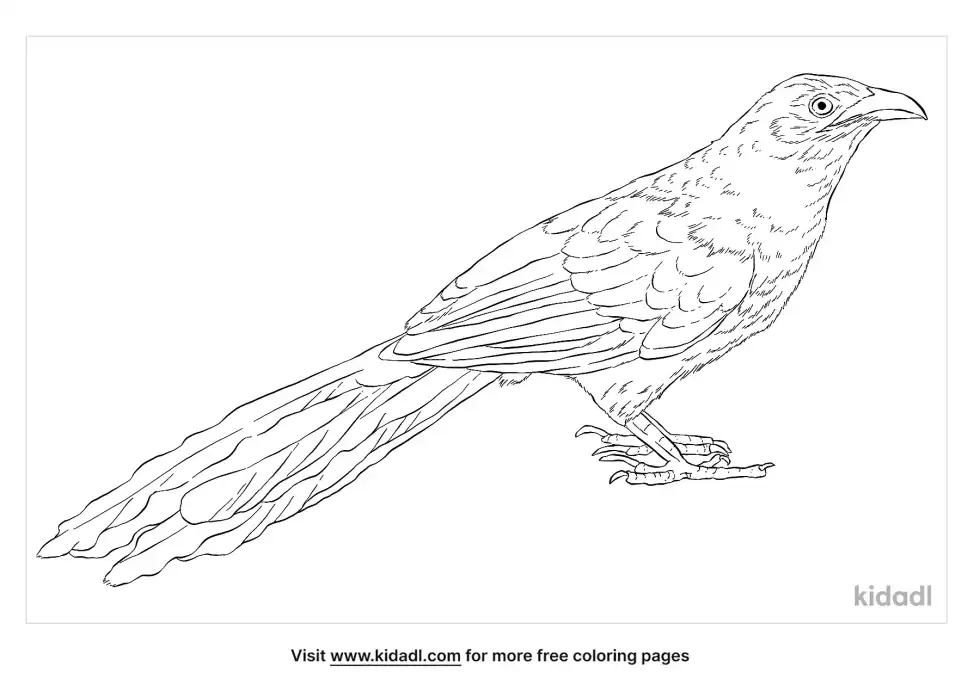 Greater Coucal Coloring Page
