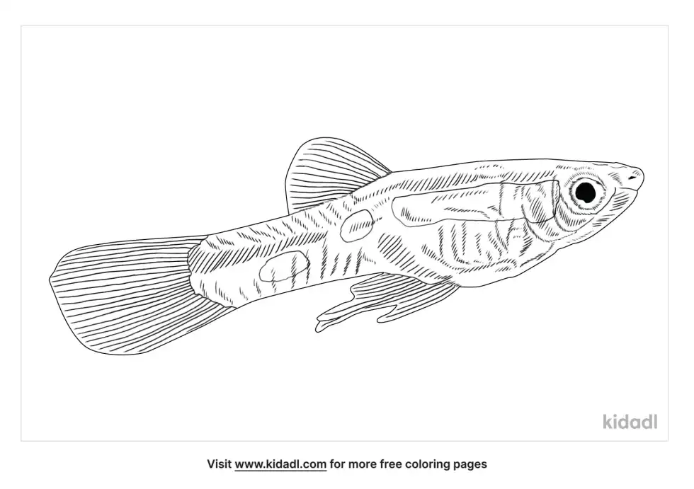 Endler Guppy Coloring Page