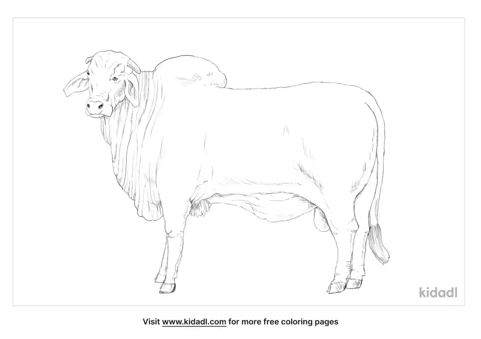 American Brahman Coloring Page