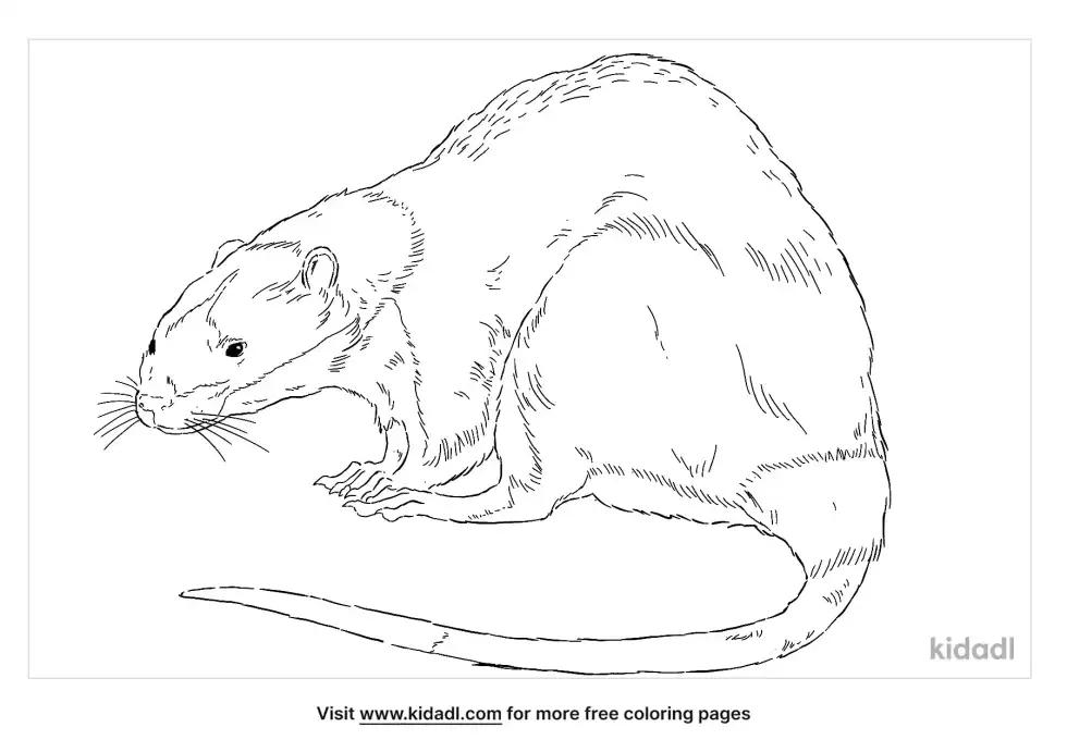 Water Rat Coloring Page