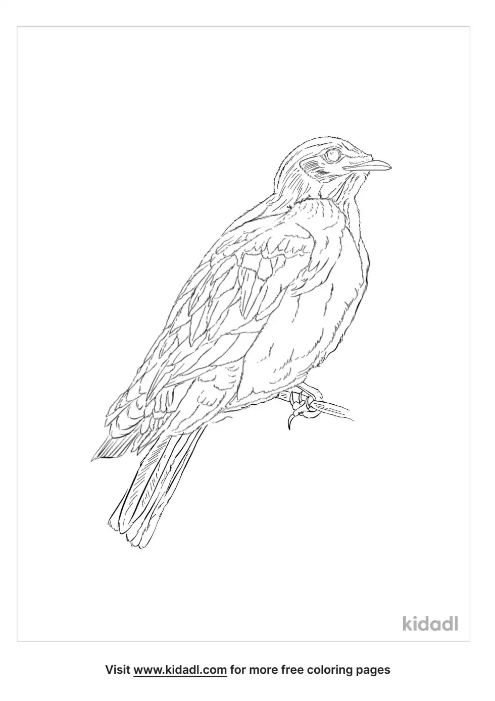 Black Cuckoo Coloring Page