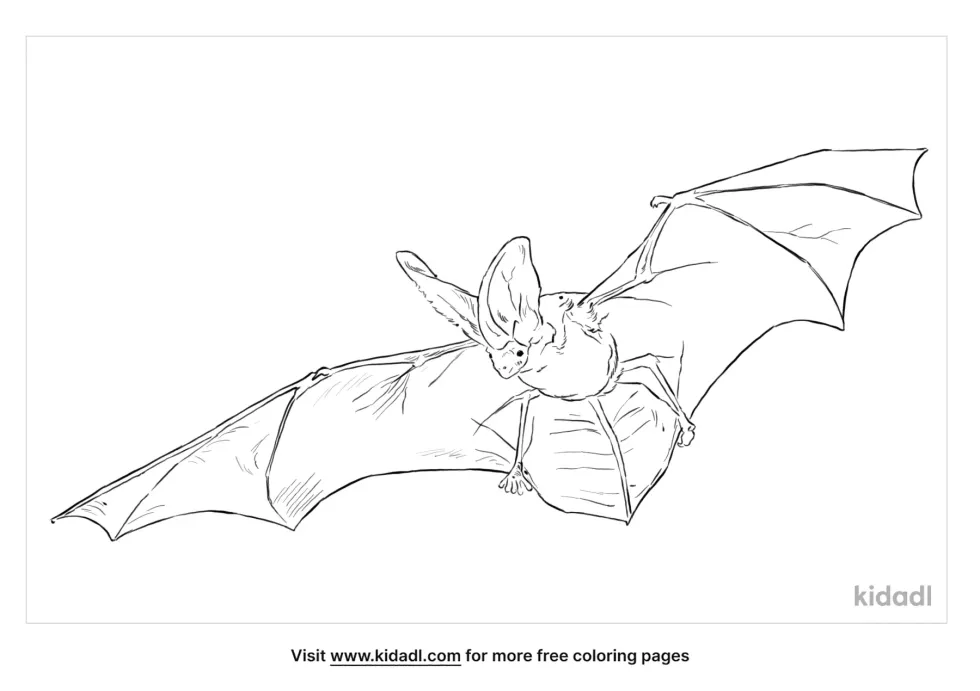 Spotted Bat Coloring Page