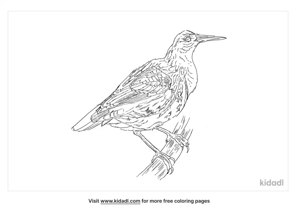 Silvered Antbird Coloring Page