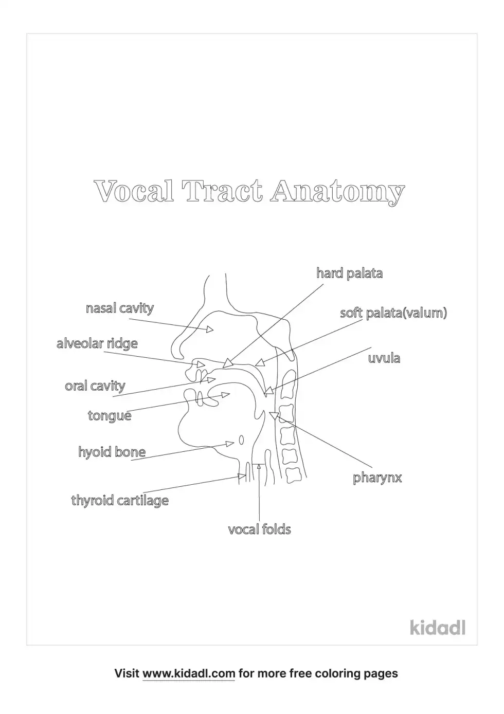 Vocal Tract Anatomy Coloring Page