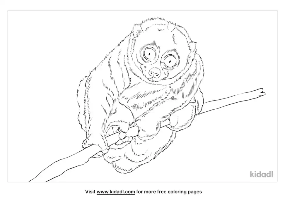 Bengal Slow Loris Coloring Page