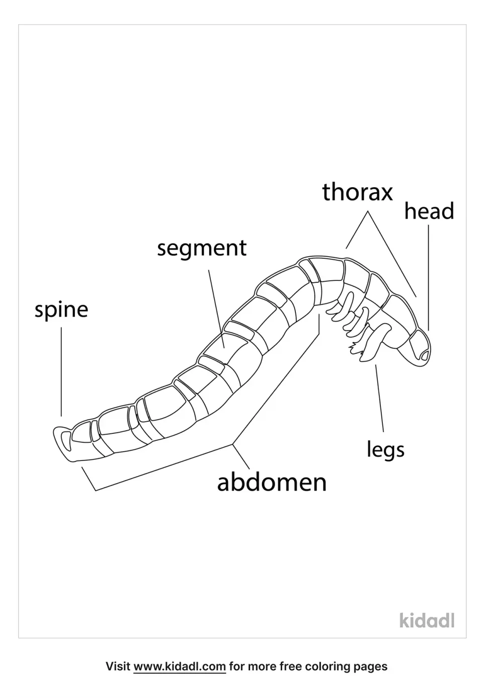 Mealworm Anatomy