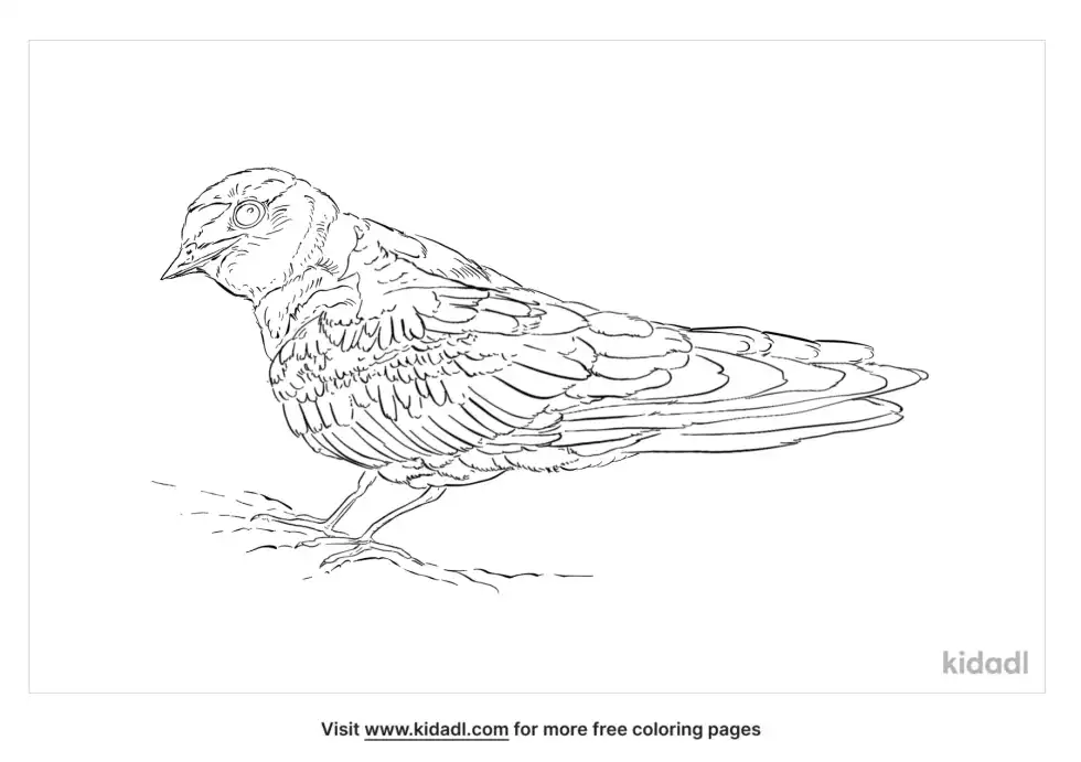 Rough-Winged Swallow Coloring Page