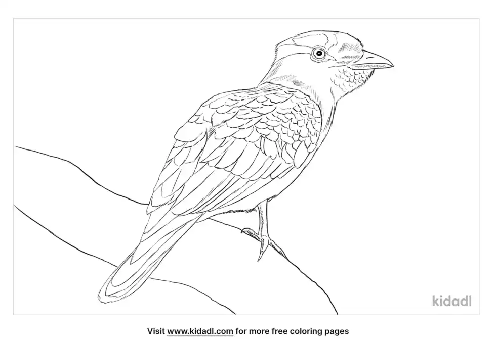 Cuckoo Roller Coloring Page