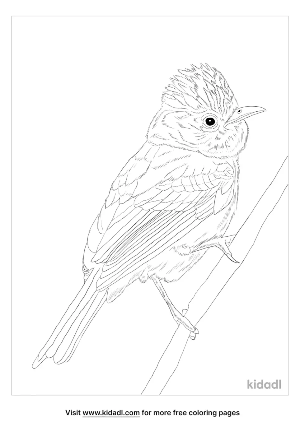 Northern Beardless Tyrannulet Coloring Page