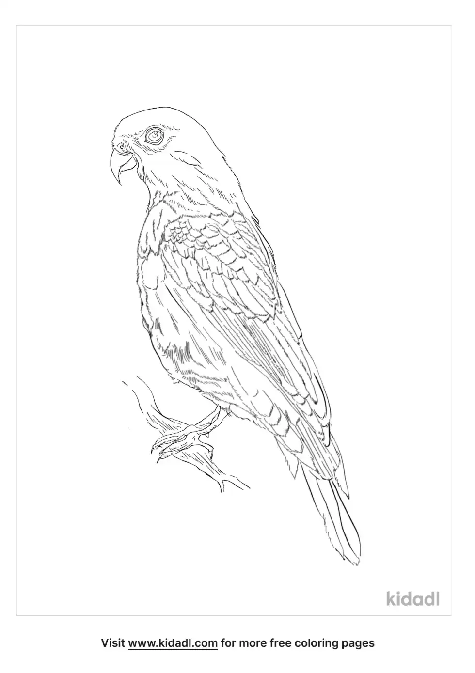Hanging Parrot Coloring Page