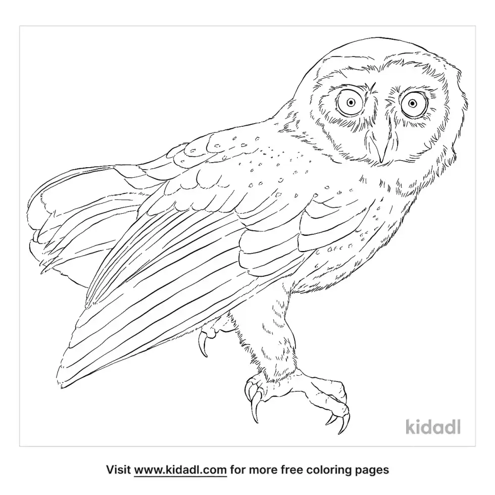 Greater Sooty Owl ' Coloring Page